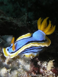 Chromodoris annae taken with an Olympus 5050 in a standar... by Ray Tibbles 